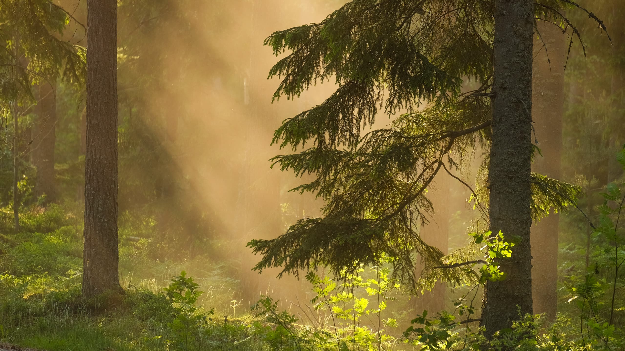 Låt skogen leva, gran