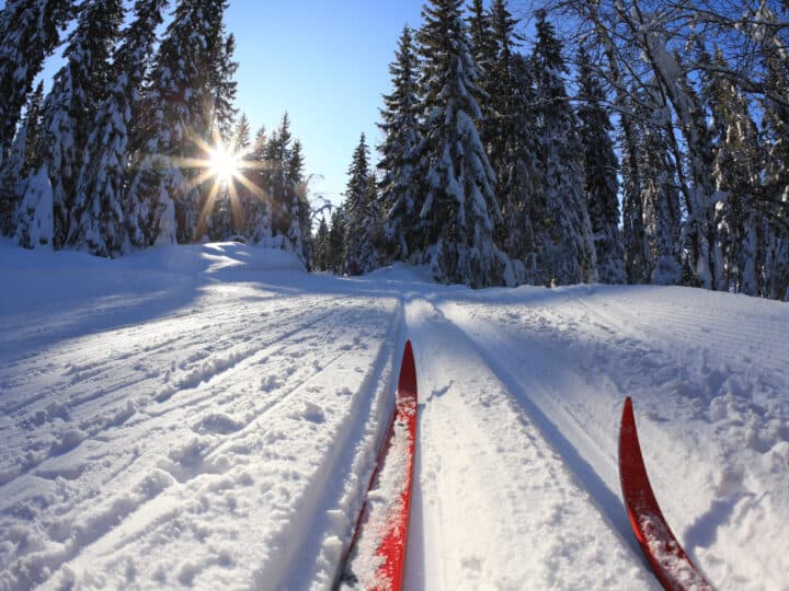 Skidspetsar i ett skidspår.