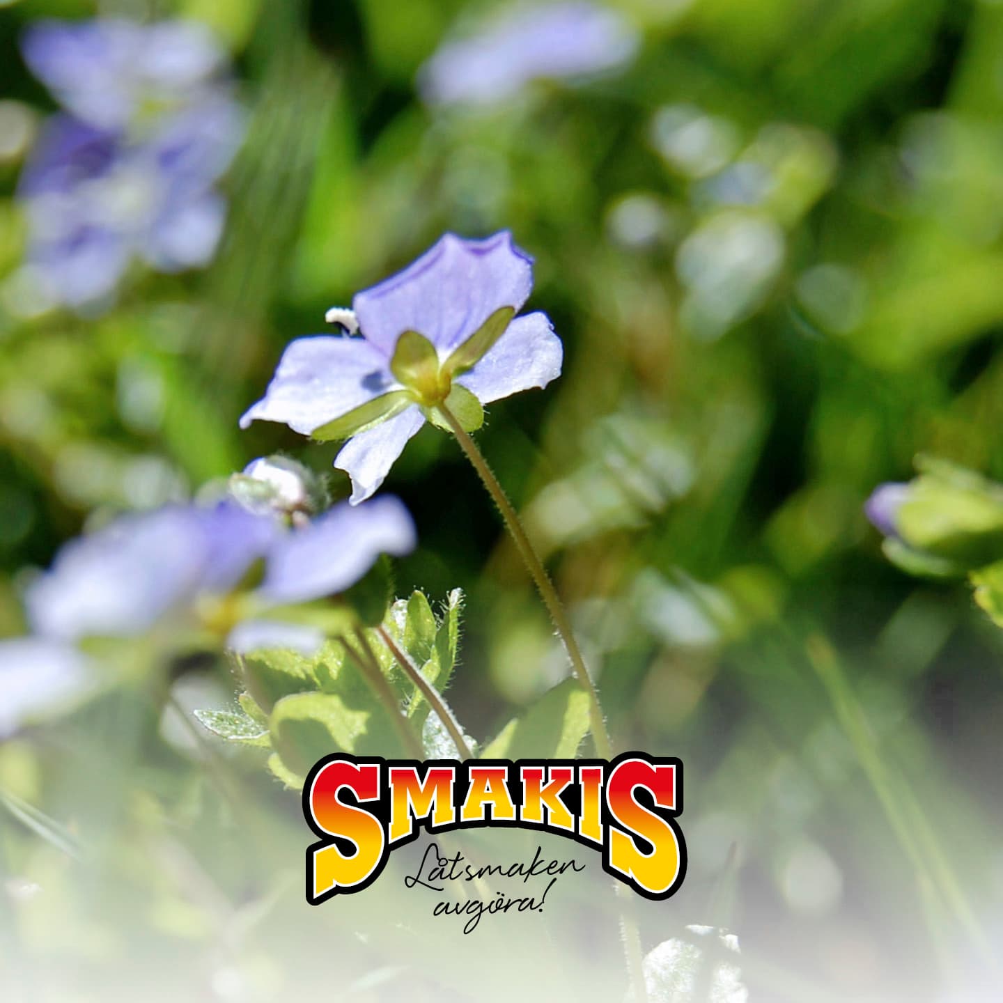 artikelbild, smakis