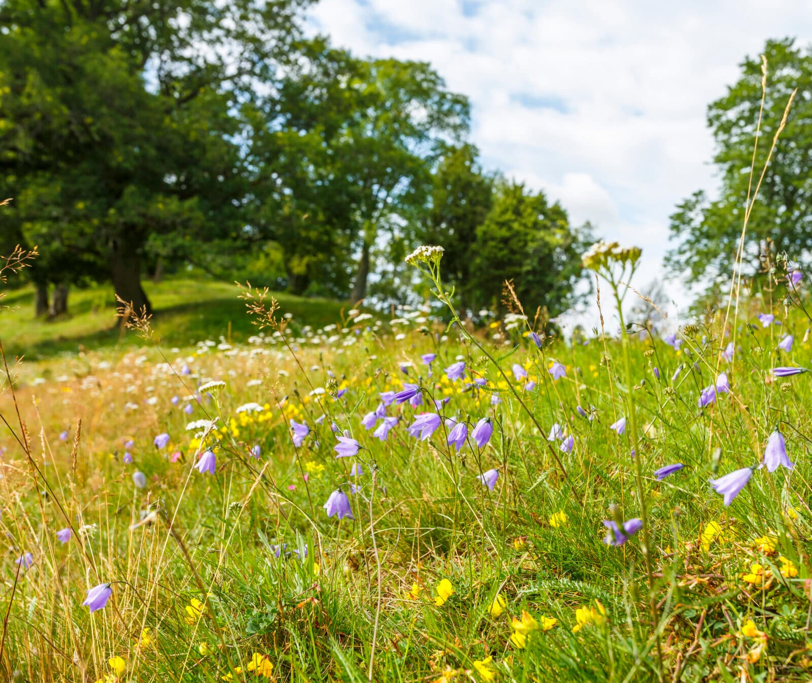 äng, träd, blommor, blomsteräng, sommaräng