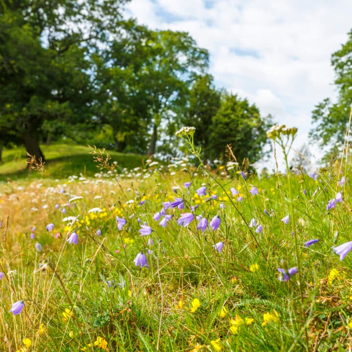 äng, träd, blommor, blomsteräng, sommaräng