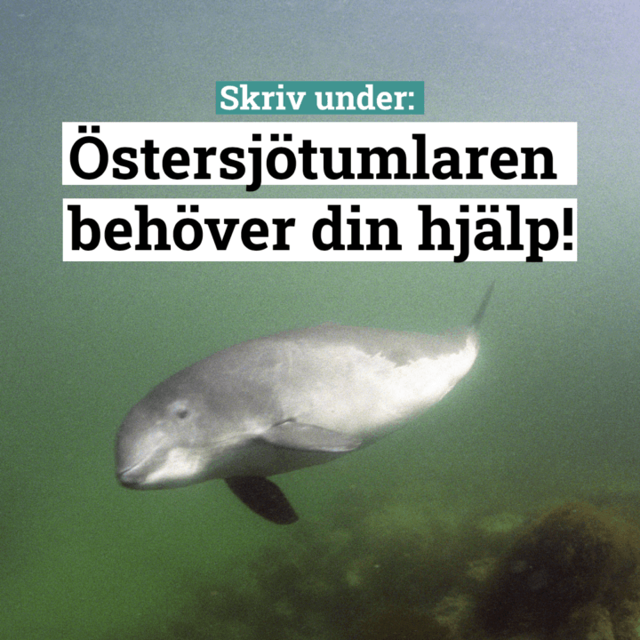 En nyfiken östersjötumlare med texten skriv under: Östersjötumlaren behöver din hjälp