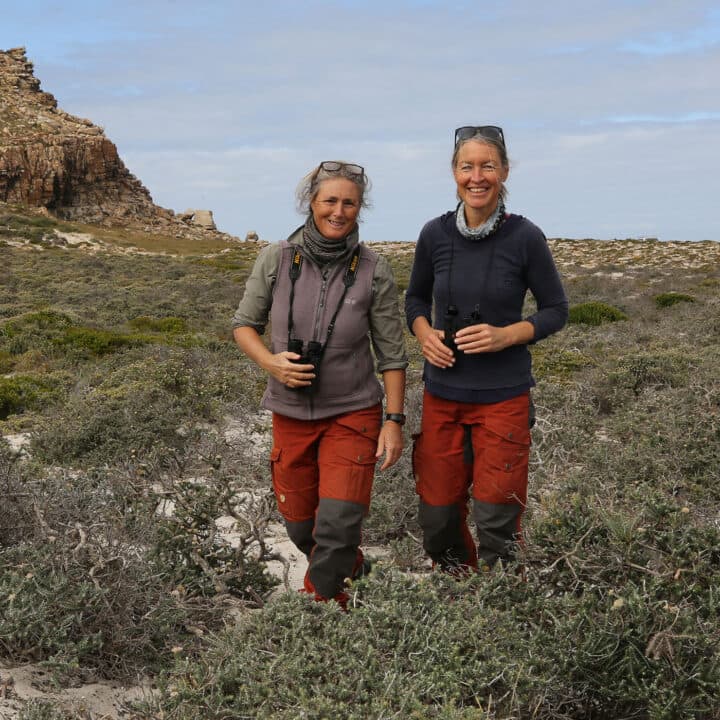 Ujubee spårar vilda bin. Jenny och ett vildbbo. FOTO: TORBJÖRN SELANDER Jenny Cullinan och partnern Karin Sternberg spårar vilda bin i Sydafrika, vildbibo