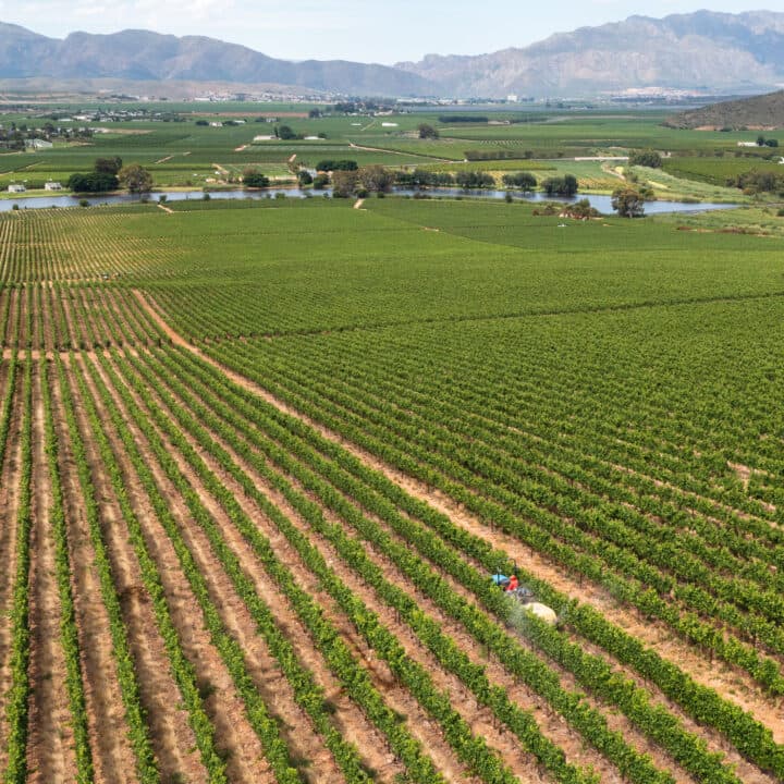 A tractor makes its way through the rows of vineyards spraying chemicals. Farmer working in the vineyards near Cape Town, South Africa