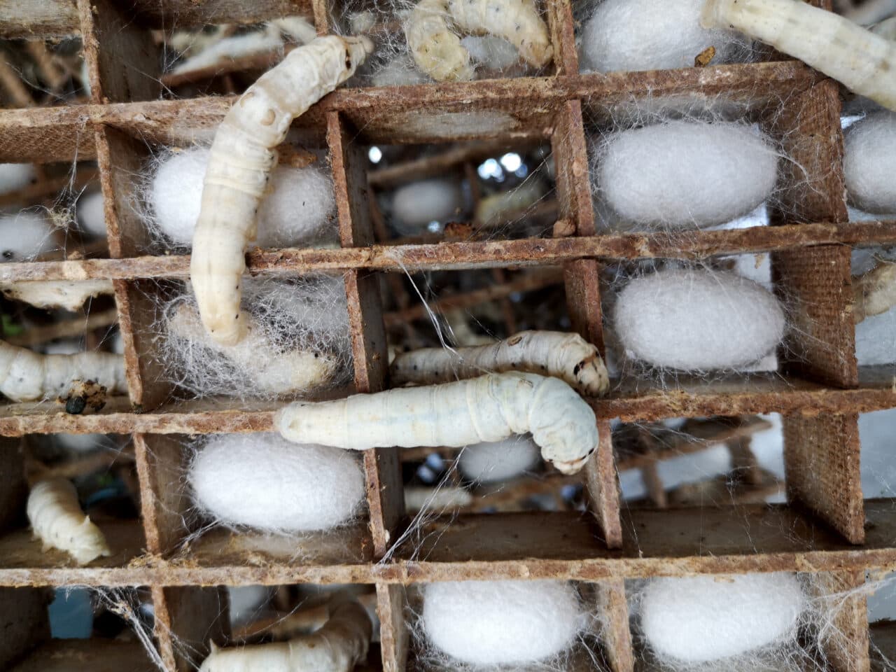 Närbild på silkesmaskar och puppor.