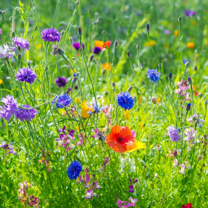 Ängsblommor