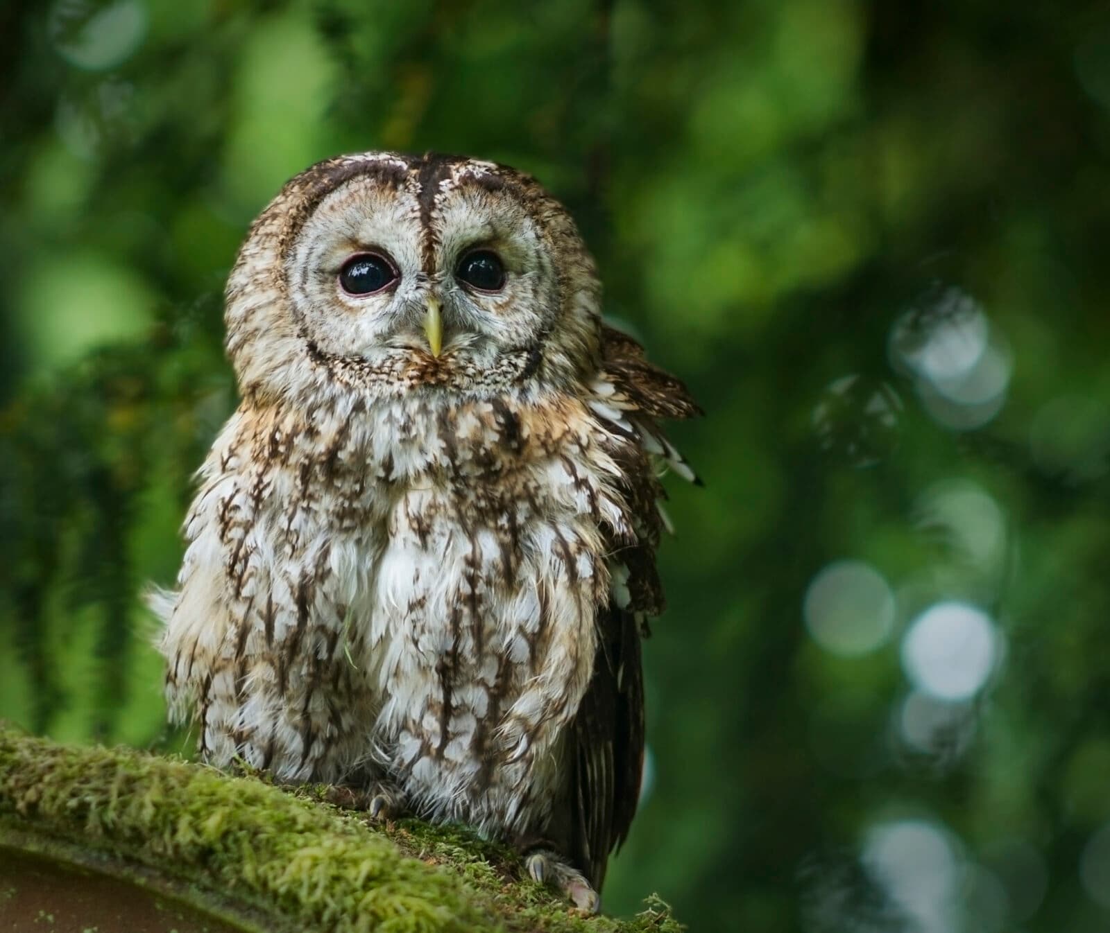Young tawny owl sitting on moss outdoors. Green bokeh background.