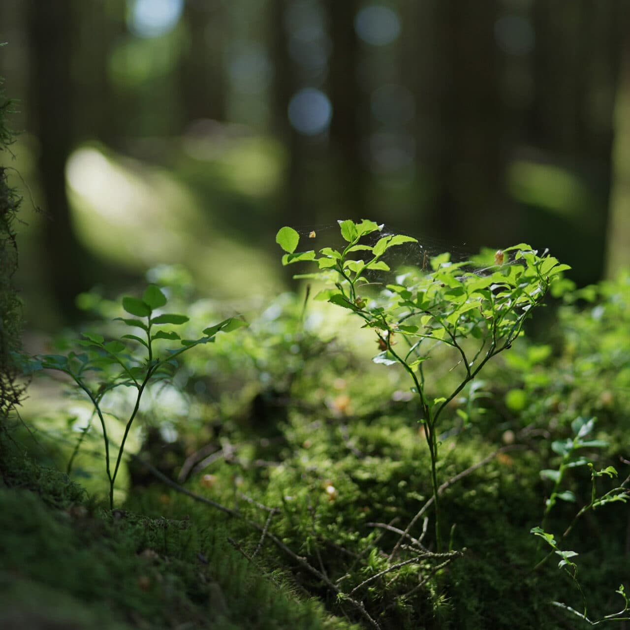Grön skog med blåbärsris