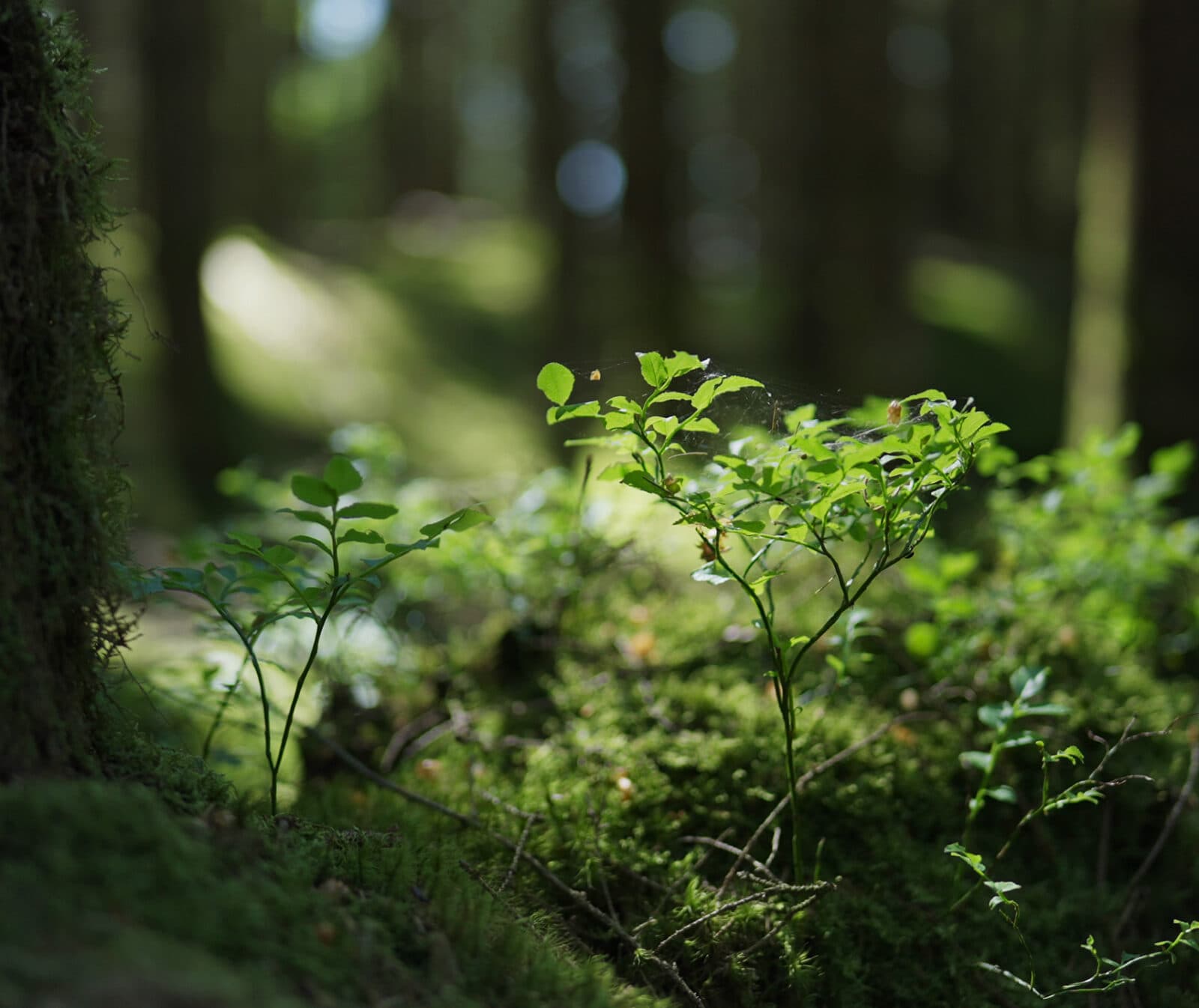 Grön skog med blåbärsris