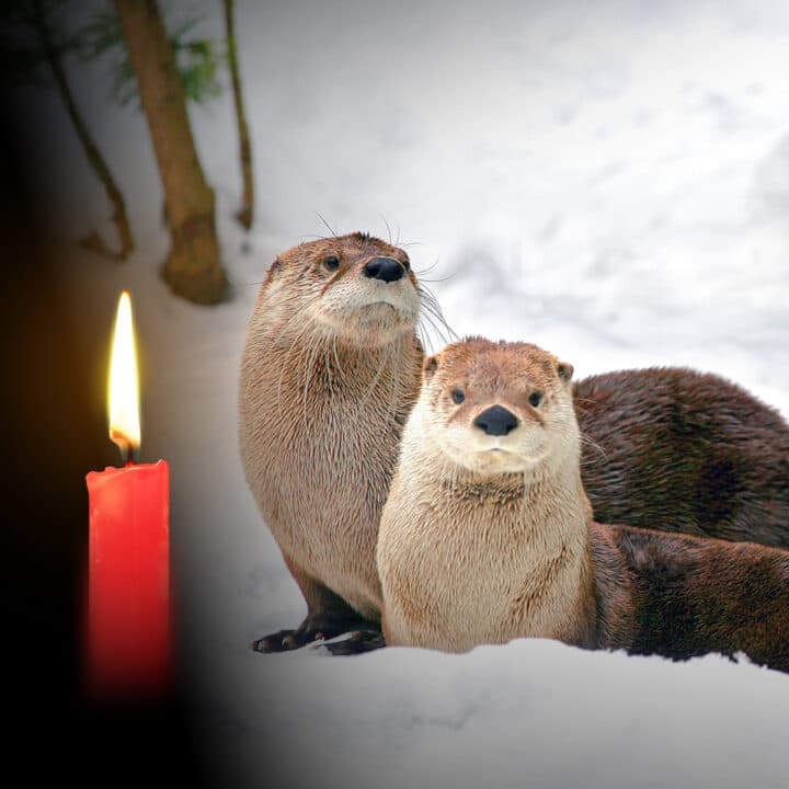 Två uttrar och ett juleljus