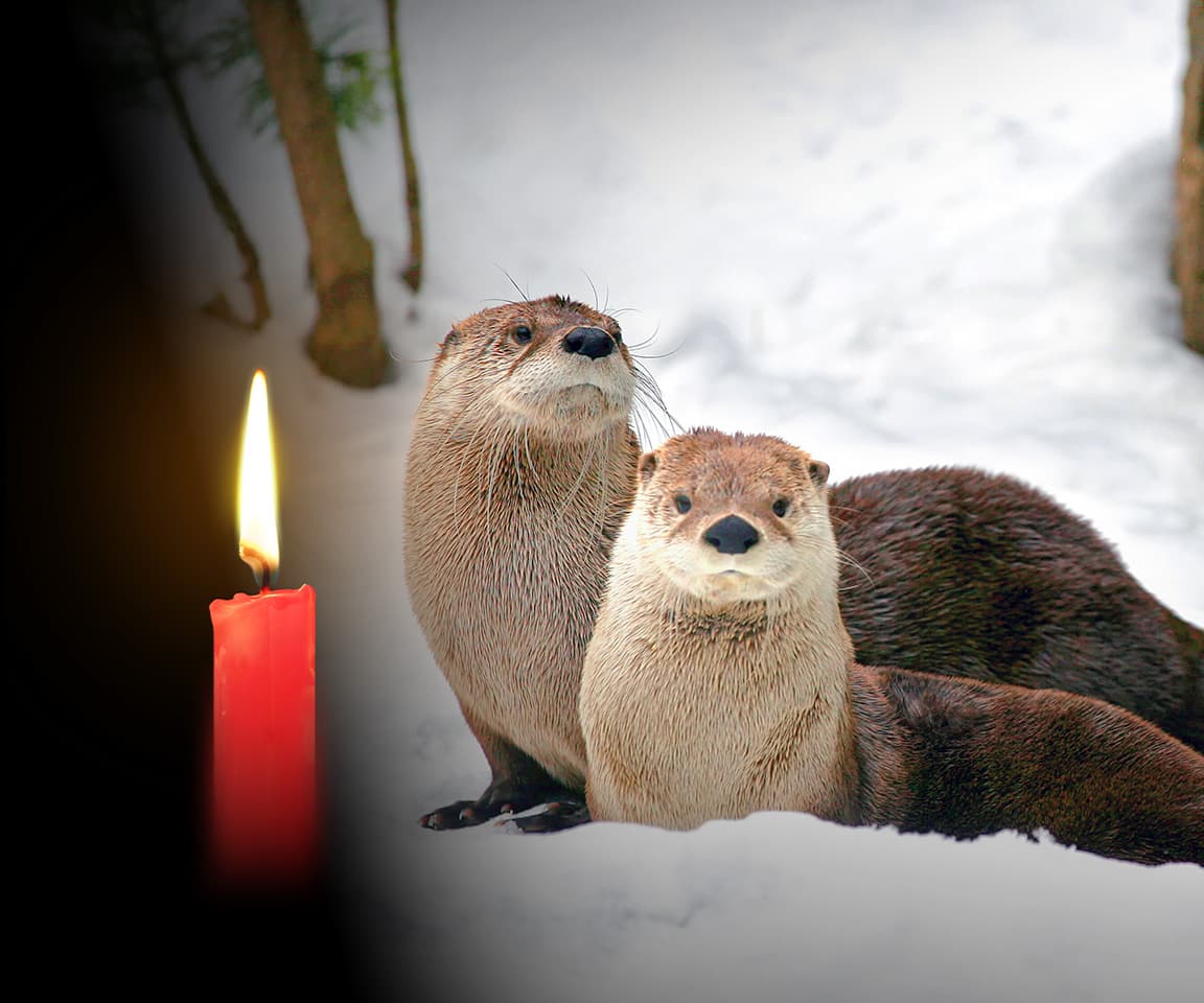 Två uttrar och ett juleljus