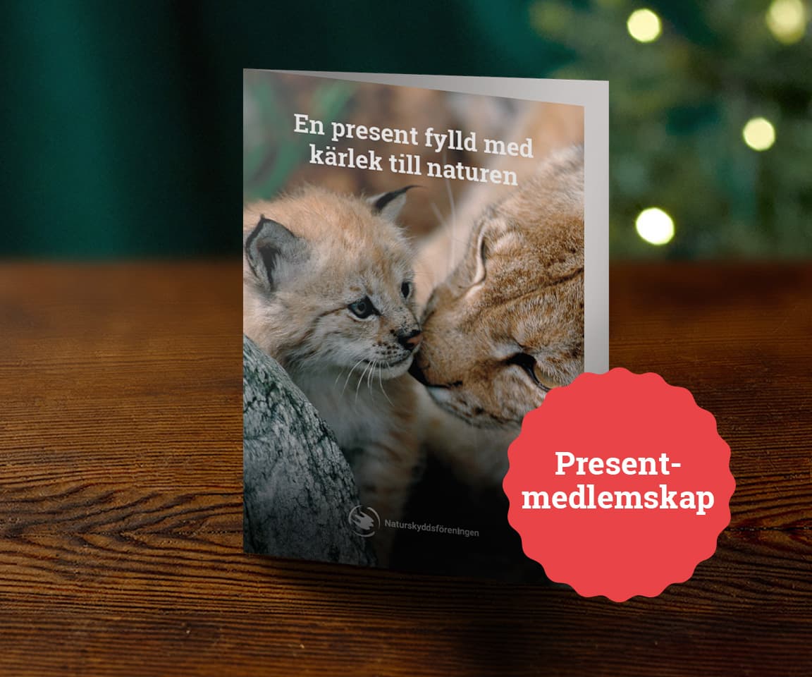 Presentmedlemskap