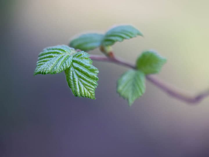 Björklöv. Foto: Robert O. Aakerman