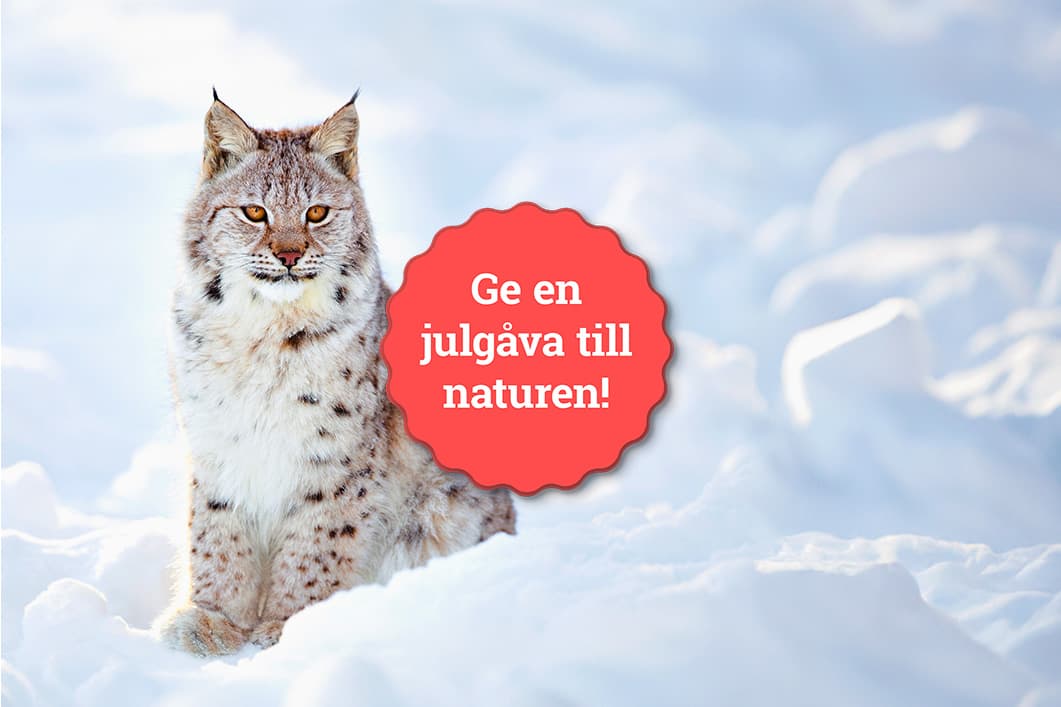 Lodjur