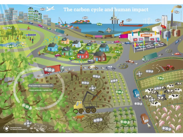 The carbon cycle and human impact - Naturskyddsföreningen