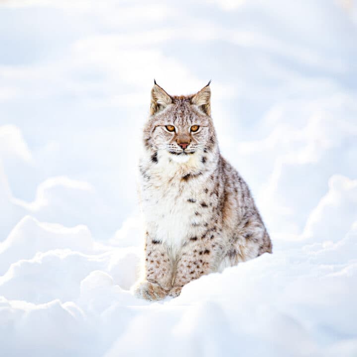 Lodjur i snö