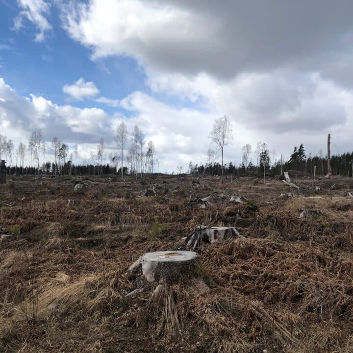 Stående bild kalhygge vid kaggenäs. Bild är tagen med mobiltelefon.