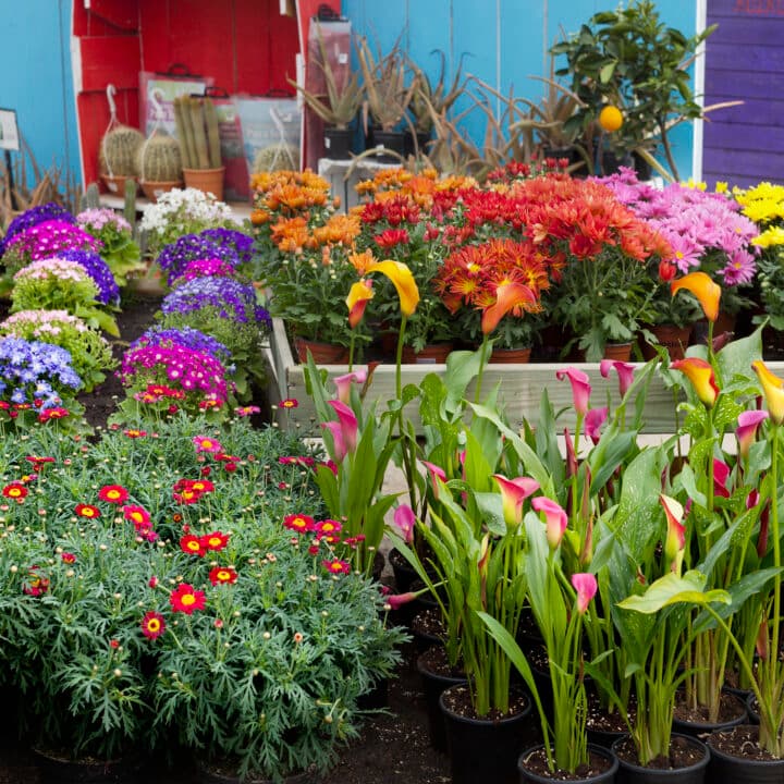 Bilden visar en färgglad blomstermarknad eller plantskola. I förgrunden ser vi flera krukor med olika sorters bivänliga blommor, bland annat röda blommor med gult centrum och gröna blad, samt rosa calla liljor. Bakom dessa finns fler blommor i olika höjder och färger, inklusive lila, gula och orange nyanser. I bakgrunden syns en del av en röd och en blå trästruktur, troligen försäljningsstånd eller skjul, och några trädgårdsredskap. Atmosfären verkar vara livlig och inbjudande för trädgårdsentusiaster.