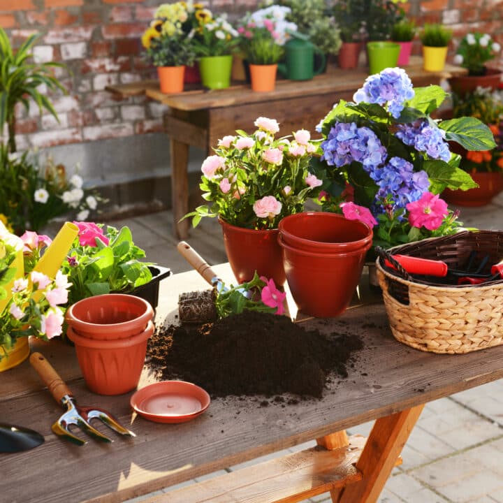 Bilden visar en trädgårdsarbetsplats utomhus med en samling av trädgårdsredskap och bivänliga blommor som kan ha besprutats med bekämpningsmedel. På ett träbord finns det flera krukor med blommande växter i olika färger, bland annat rosa och blå. Det finns också tomma terrakottakrukor, en hög med jord, en spade, en sekatör och en flätad korg som innehåller trädgårdsredskap. I bakgrunden syns en tegelvägg och ytterligare blomkrukor placerade på en hylla och på marken. Det ser ut som en solig dag, perfekt för trädgårdsarbete.