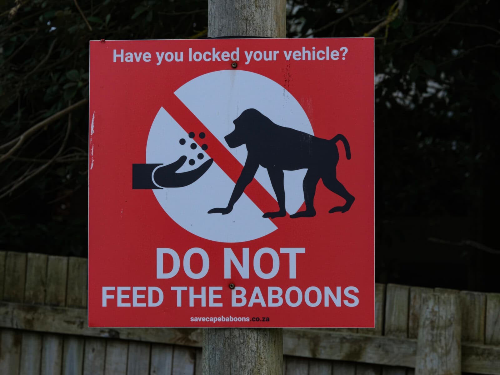 You should not feed the baboons.