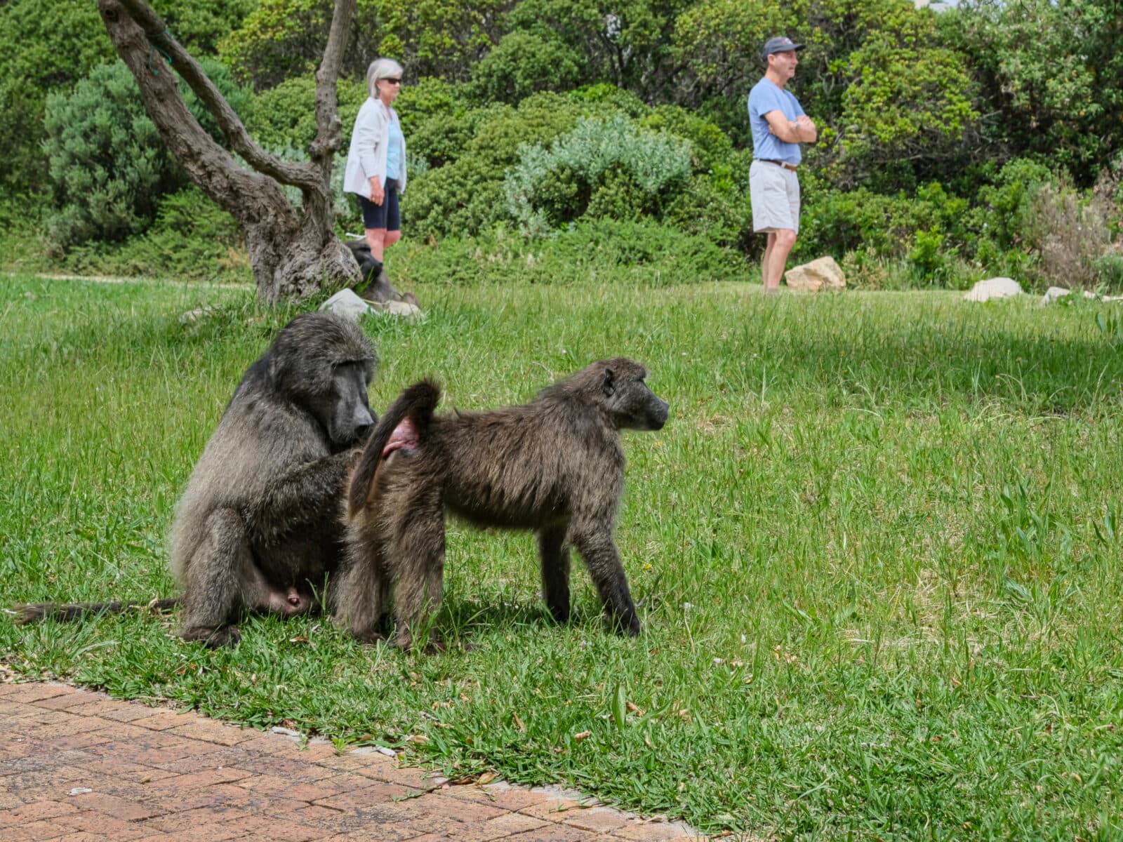 Lesley and Gavin Lundy, stroll past the baboons as they groom each other.