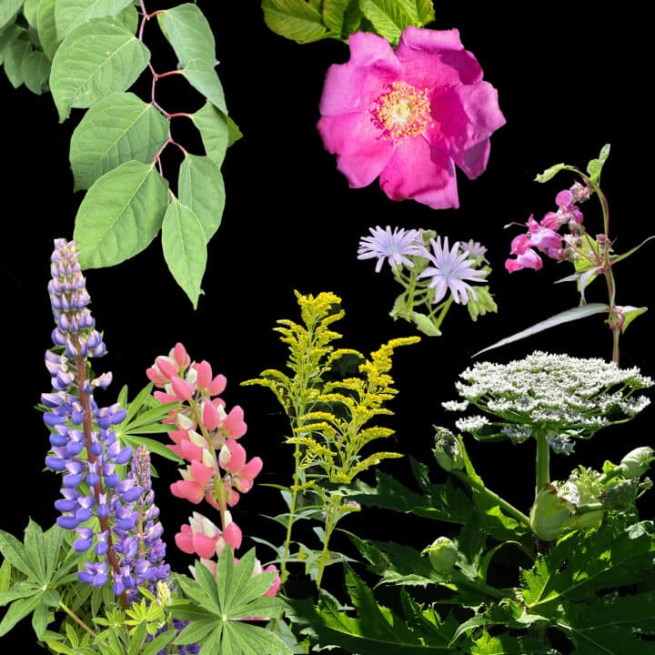 Sju invasiva arter i vägkanten - kollage.