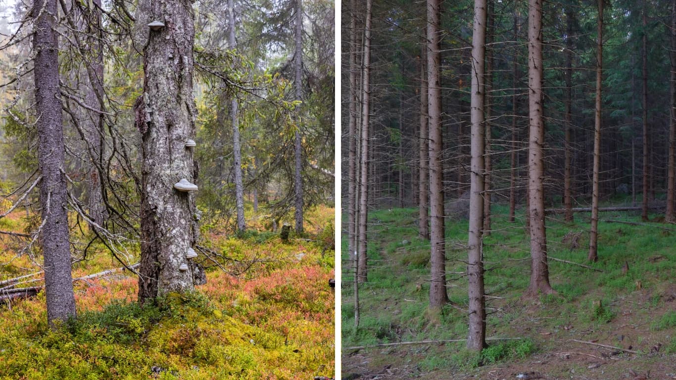 Naturskog och granplantering