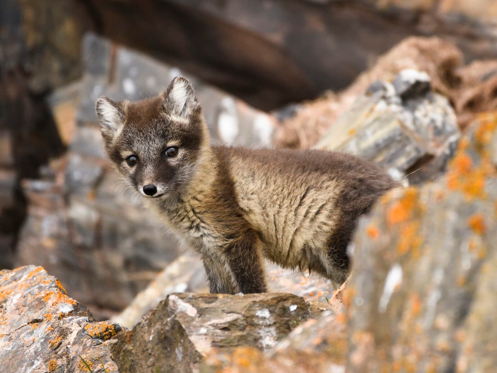Front view of arctic fox cub, Svalbard Islands, Arctic, Longyearbyen, Northern Europe, Norway