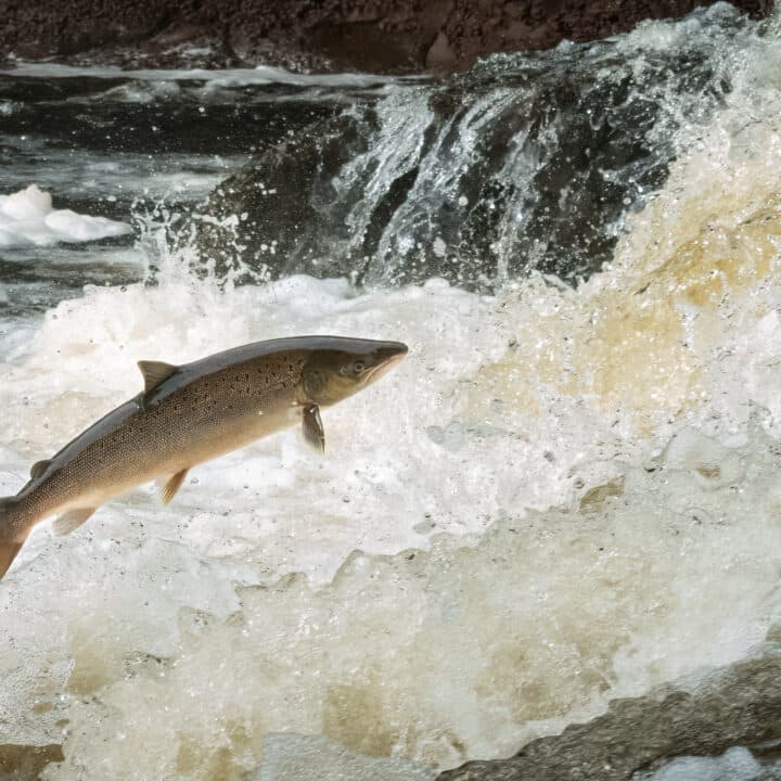 Bilden visar en lax som hoppar uppströms i en forsande flod. Vattnet är vitt och skummande runt fisken, vilket indikerar en stark ström och turbulens i vattnet. Laxen ser ut att vara mitt i ett kraftfullt hopp, och dess kropp är böjd i en båge medan den försöker övervinna strömmens kraft. Bakgrunden är suddig men man kan urskilja mörkare vatten och eventuellt klippor eller strandlinje. Det är en dynamisk och kraftfull scen som fångar ett ögonblick av en laxens naturliga livscykel där den vandrar uppströms för att leka.