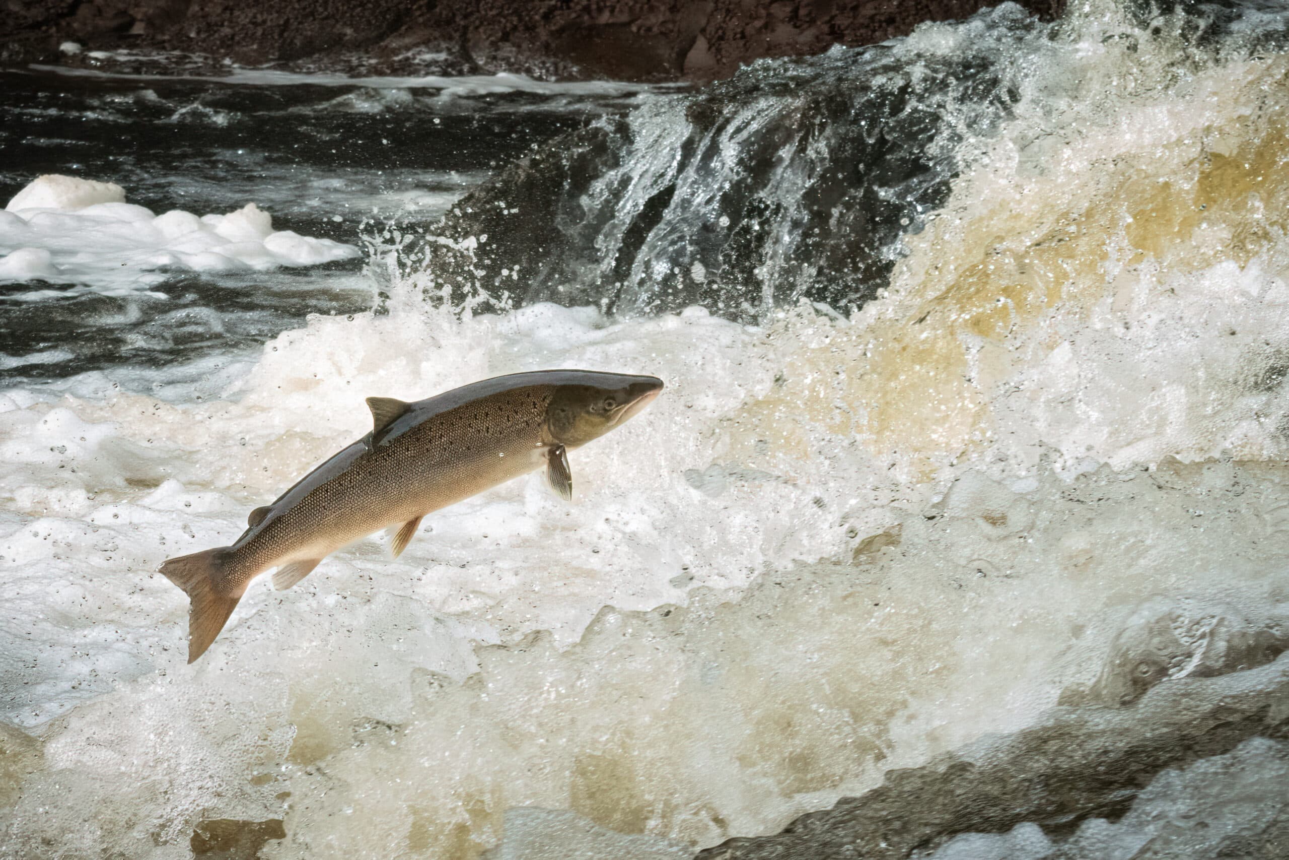 Bilden visar en lax som hoppar uppströms i en forsande flod. Vattnet är vitt och skummande runt fisken, vilket indikerar en stark ström och turbulens i vattnet. Laxen ser ut att vara mitt i ett kraftfullt hopp, och dess kropp är böjd i en båge medan den försöker övervinna strömmens kraft. Bakgrunden är suddig men man kan urskilja mörkare vatten och eventuellt klippor eller strandlinje. Det är en dynamisk och kraftfull scen som fångar ett ögonblick av en laxens naturliga livscykel där den vandrar uppströms för att leka.
