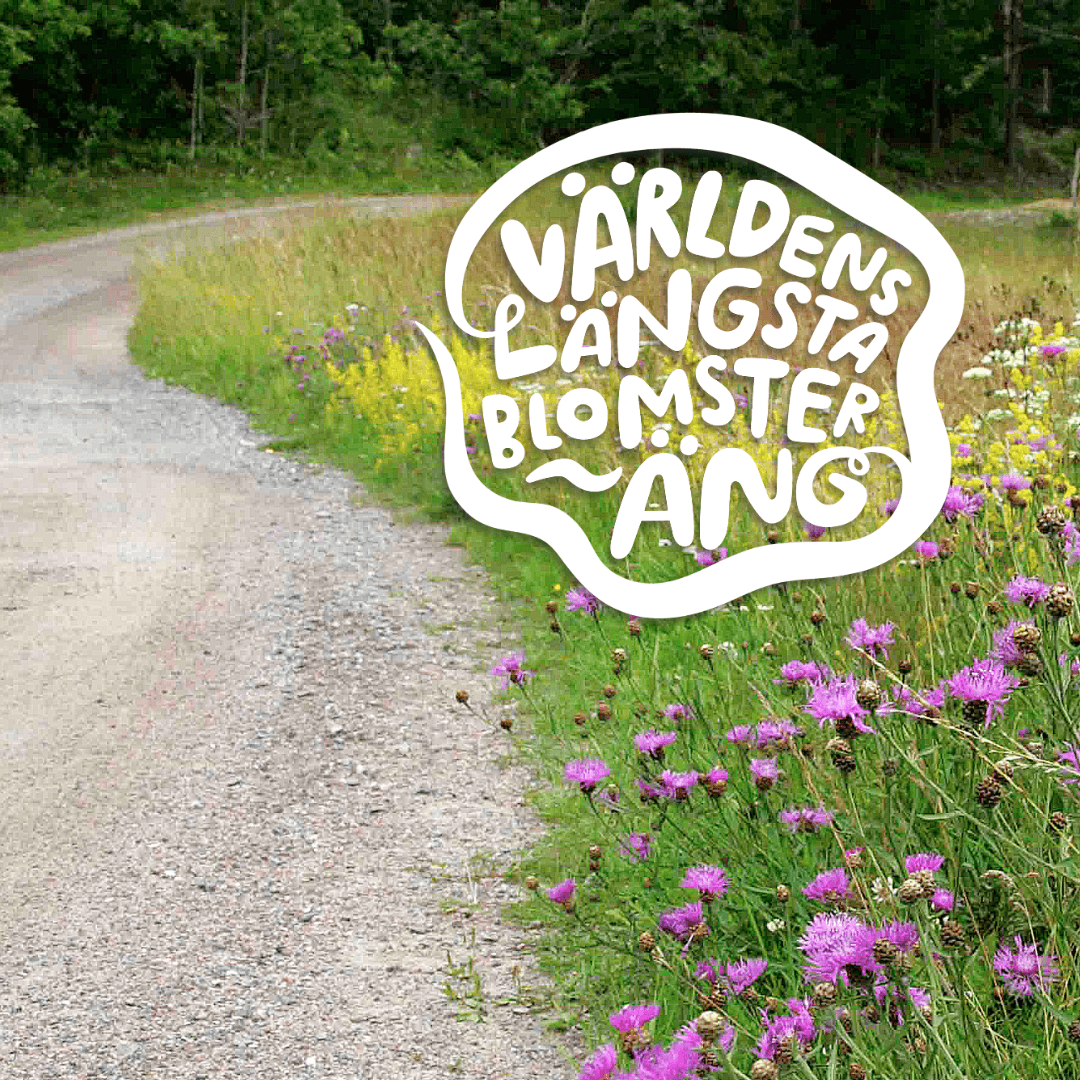 Blommande vägkant och logotyp med texten "Världens längsta blomsteräng".