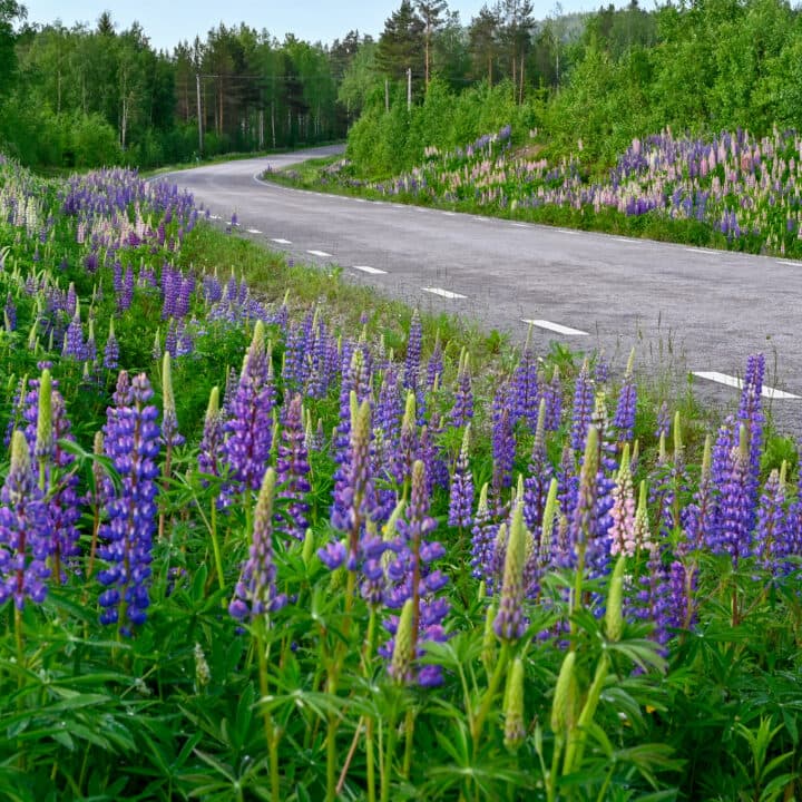 Ett hav av blomsterlupiner som växer längst en vägkant i Sverige.