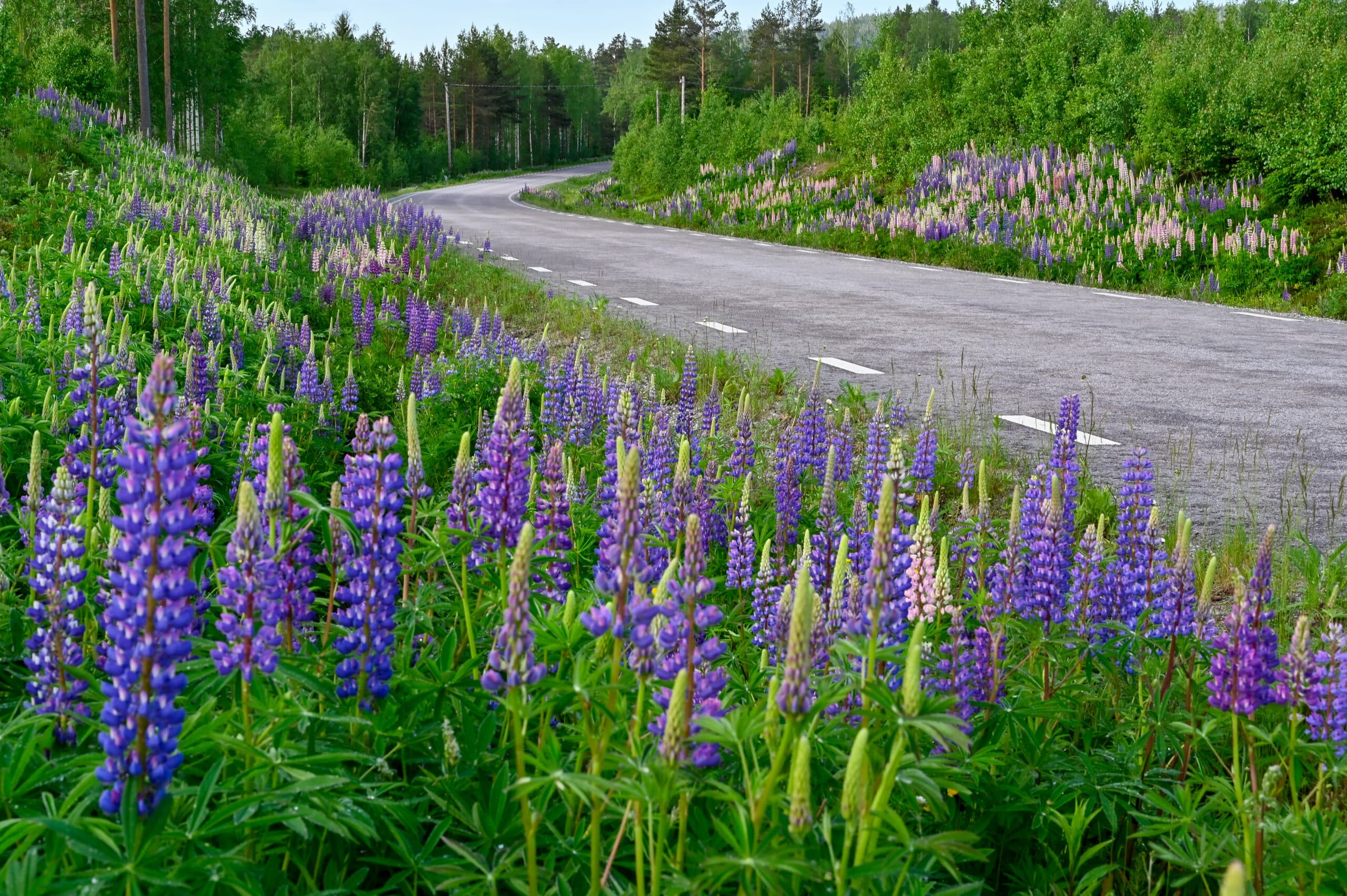 Ett hav av blomsterlupiner som växer längst en vägkant i Sverige.