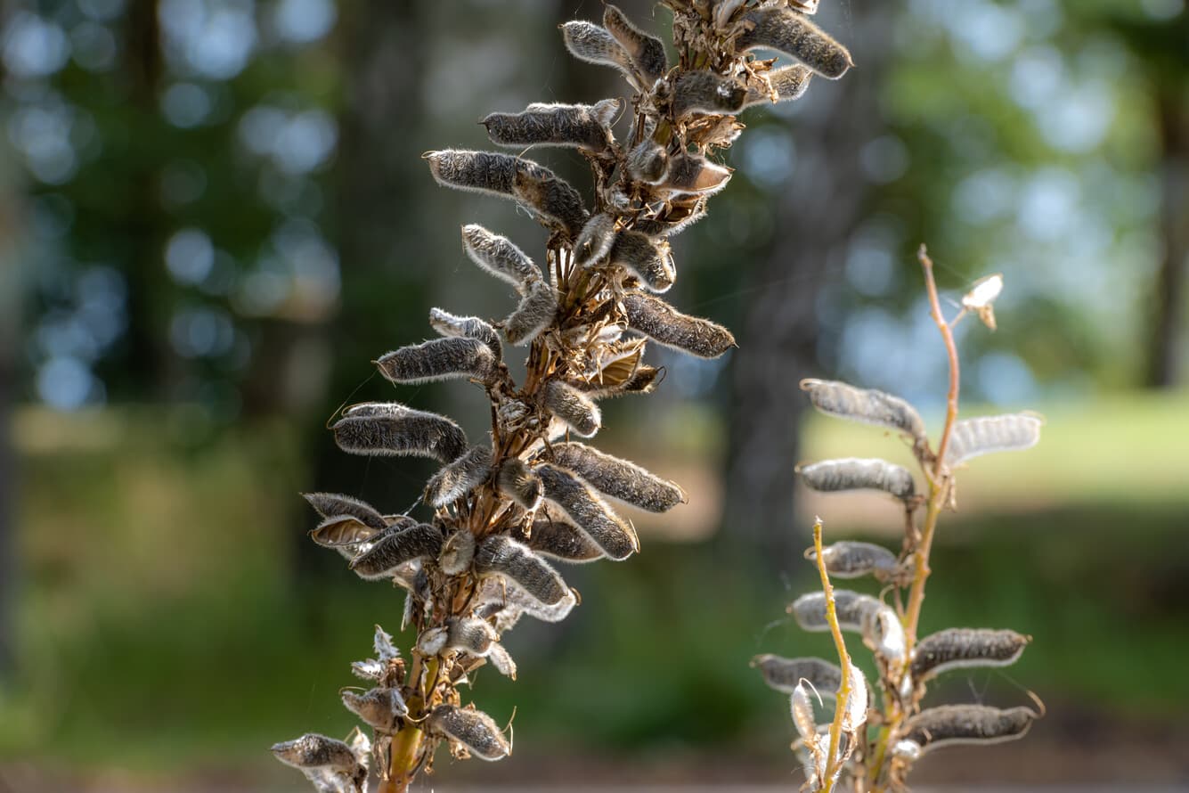 Fröställning, blomsterlupin