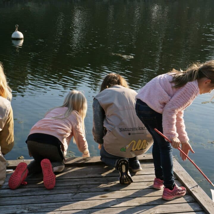 Barn och vuxna håvar i vattnet från en brygga