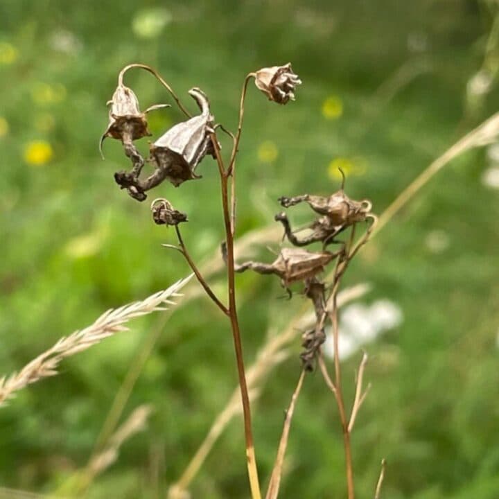 Fröställning, liten blåklocka