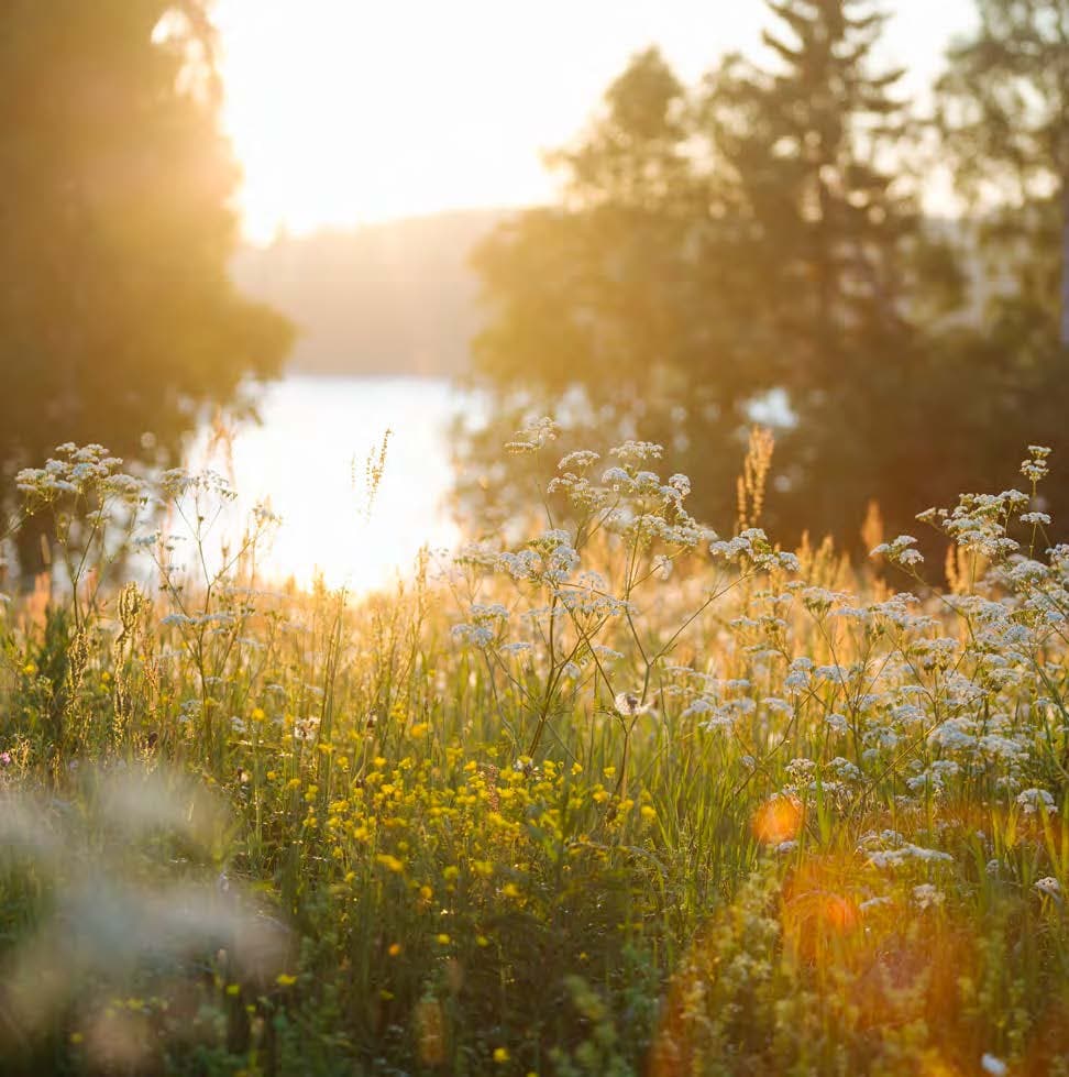 Omslag till rapporten "Politik i strid med naturen"