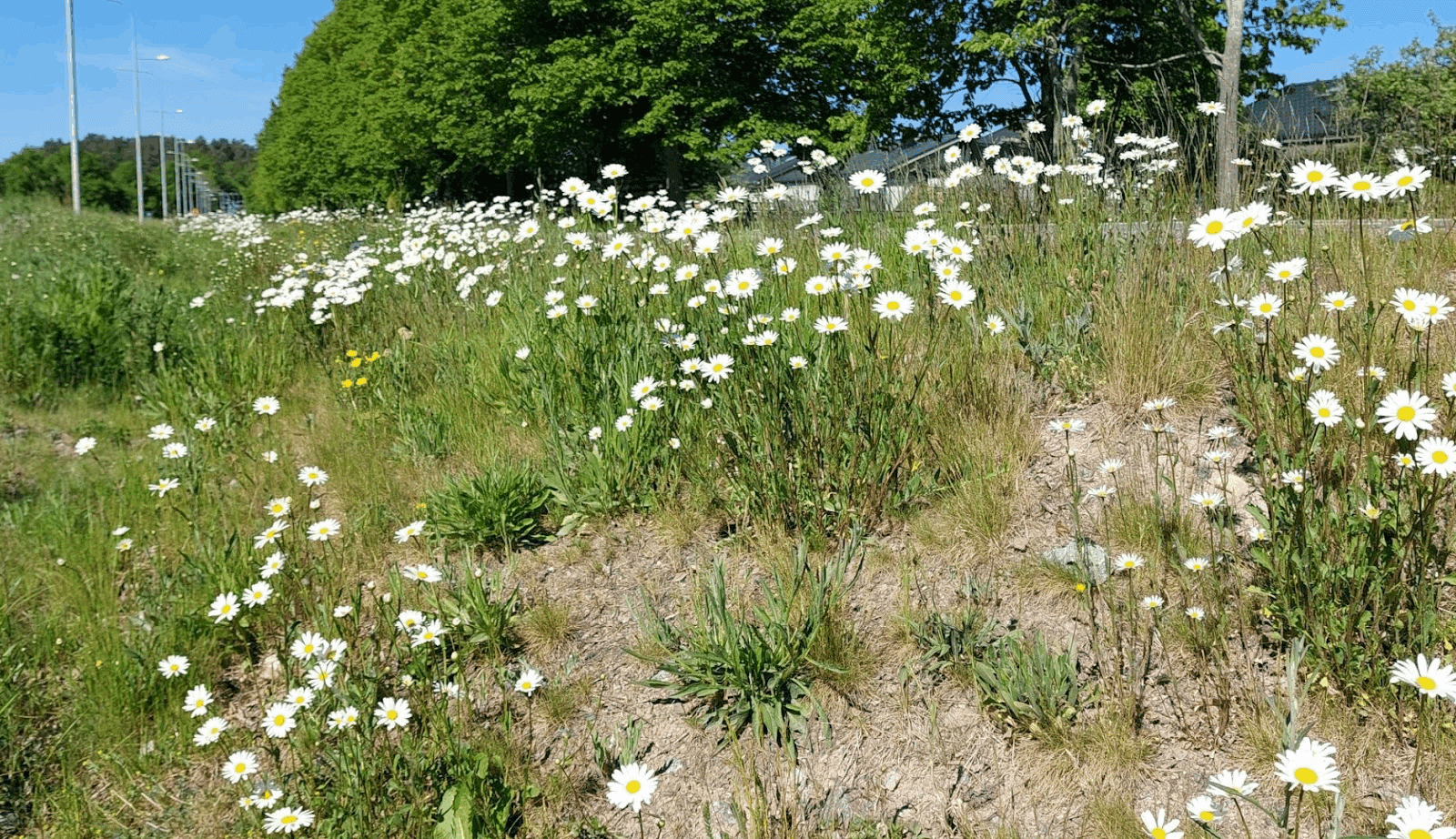 Bilden visar en somrig äng med prästkragar och andra vilda blommor. Det är en solig dag med klarblå ...