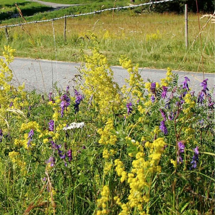 Gulmåra och andra blommor i vägkant.