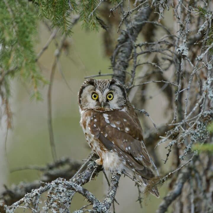 Bilden visar en uggla som sitter på en gren i ett träd. Ugglan har stora, runda, gula ögon och dess ...