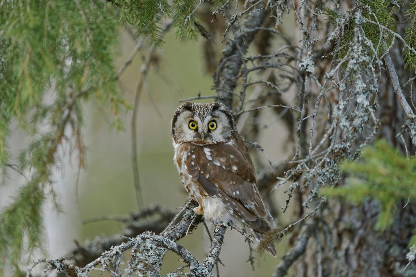 Bilden visar en uggla som sitter på en gren i ett träd. Ugglan har stora, runda, gula ögon och dess ...