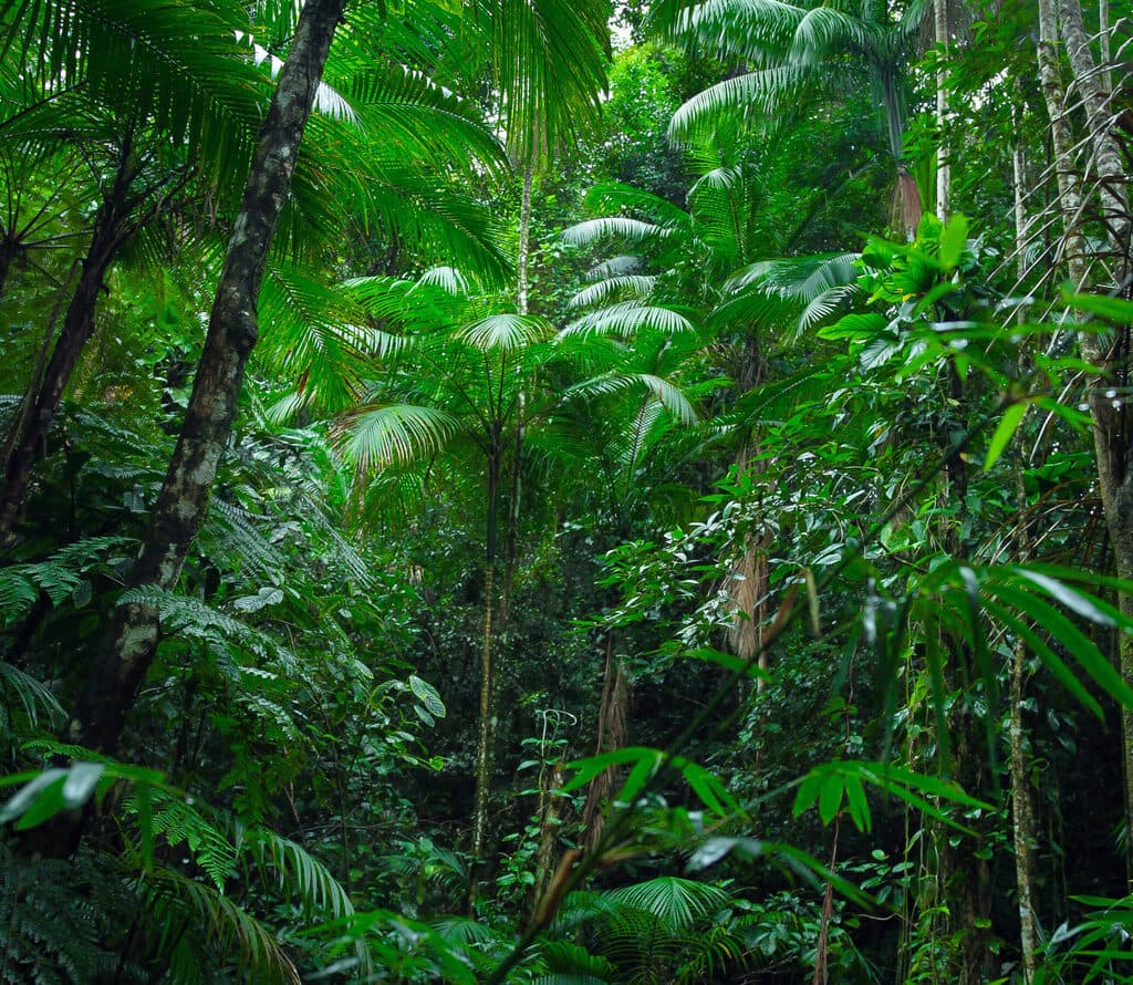 Tropical Amazon Forest