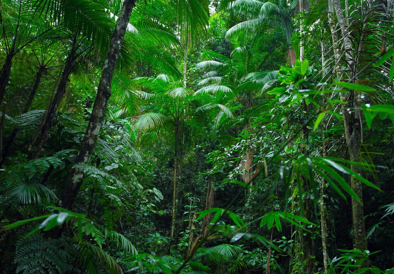 Tropical Amazon Forest