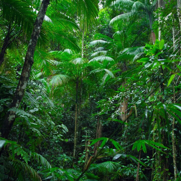 Tropical Amazon Forest