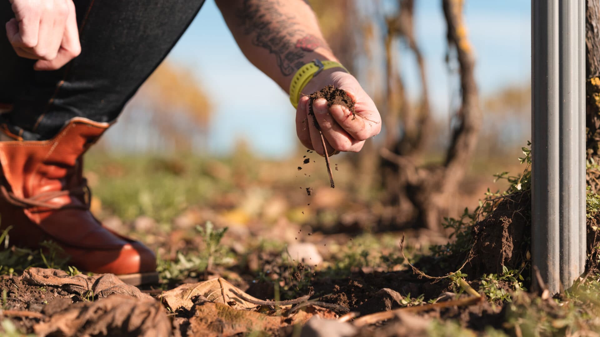 The owner of a small vineyard in Sweden is walking on his filed checking the plants. He is checking ...