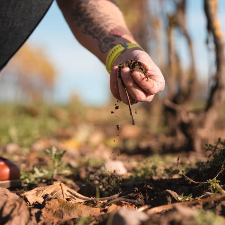 The owner of a small vineyard in Sweden is walking on his filed checking the plants. He is checking ...