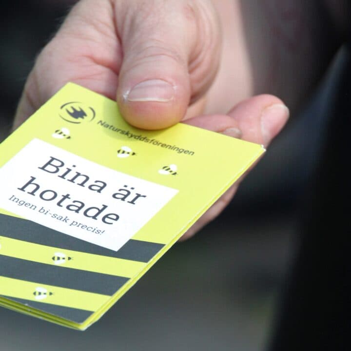 Bilden visar en hand som håller i en broschyr från Naturskyddsföreningen. På broschyren står det ...