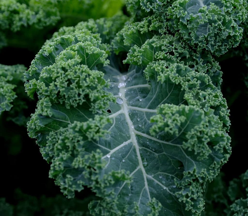 Kale growing in a field. Photographer: Yuriko Nakao/Bloomberg