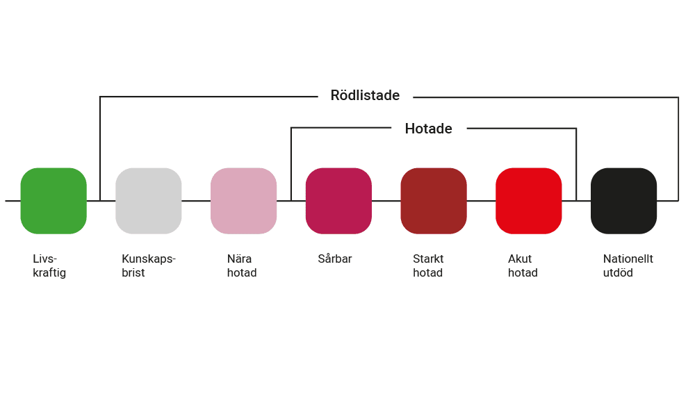 Illustration över de olika kategorierna i rödlistan.