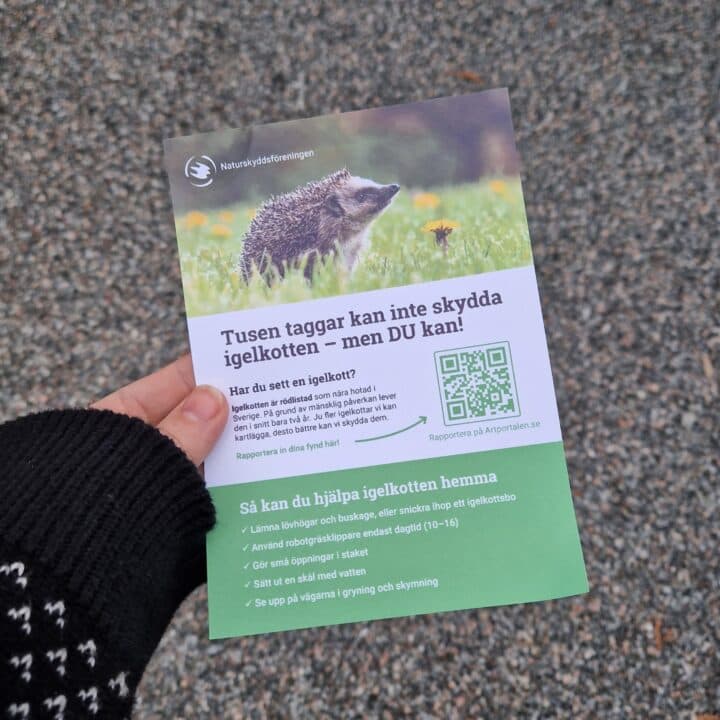 Från frö till träd - Naturskyddsföreningen